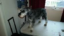 Low Stress Pet Grooming - Photo 4