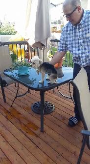Low Stress Pet Grooming - Photo 5