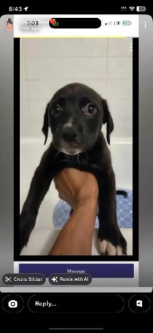 pups for rehoming