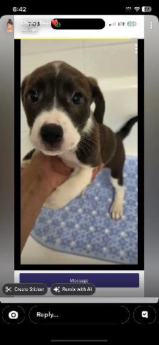 pups for rehoming - Photo 2