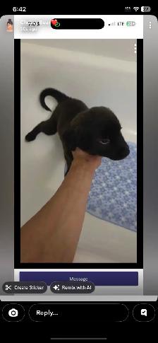 pups for rehoming - Photo 3