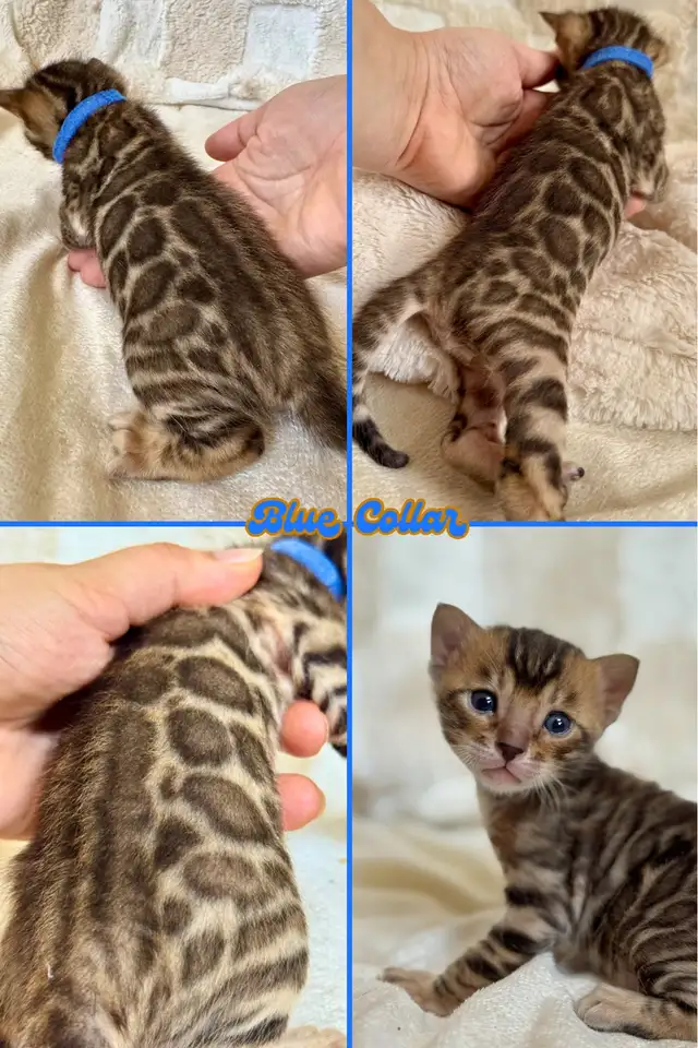 Stunning Top Quality Purebred Registered Bengal Kittens