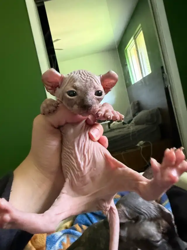 Chaton Sphynx à vendre