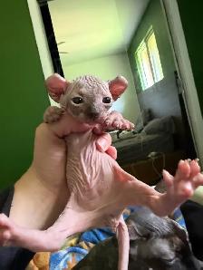 Chaton Sphynx à vendre