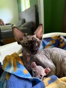 Chaton Sphynx à vendre - Photo 2
