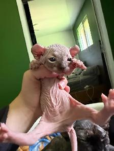 Chaton Sphynx à vendre - Photo 3