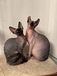 Chaton Sphynx à vendre - Photo 4