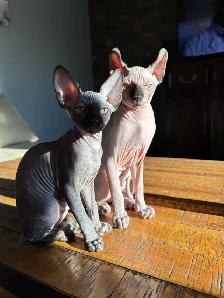 Chaton Sphynx à vendre - Photo 5