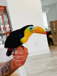 Toucan baby - Photo 3