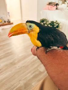 Toucan baby - Photo 4