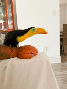 Toucan baby - Photo 5