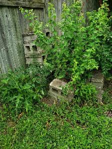 8' Concrete blocks, used, Free