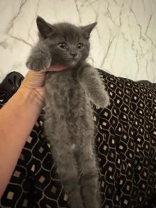 Scottish fold and Bengal kittens for sale ONE left!