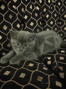 Scottish fold and Bengal kittens for sale ONE left! - Photo 2