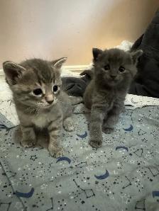 Scottish fold and Bengal kittens for sale ONE left! - Photo 3