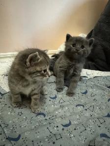 Scottish fold and Bengal kittens for sale ONE left! - Photo 4