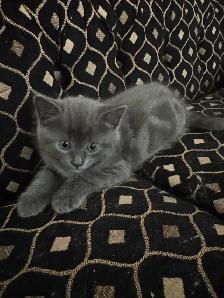 Scottish fold and Bengal kittens for sale ONE left! - Photo 5