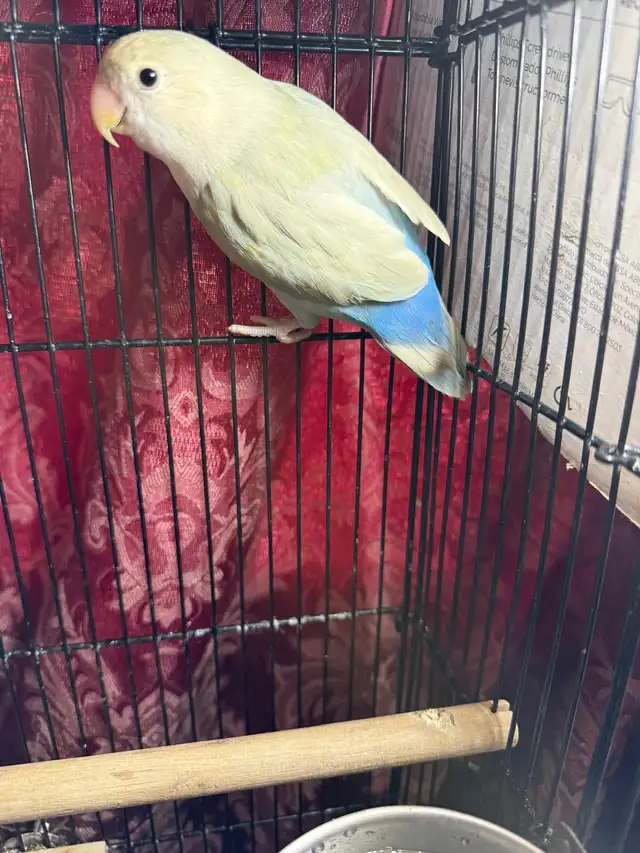 Sweet Lovebird Baby Looking for Loving Forever Homes – $50