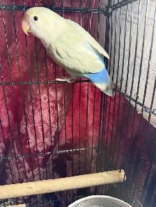 Sweet Lovebird Baby Looking for Loving Forever Homes – $50