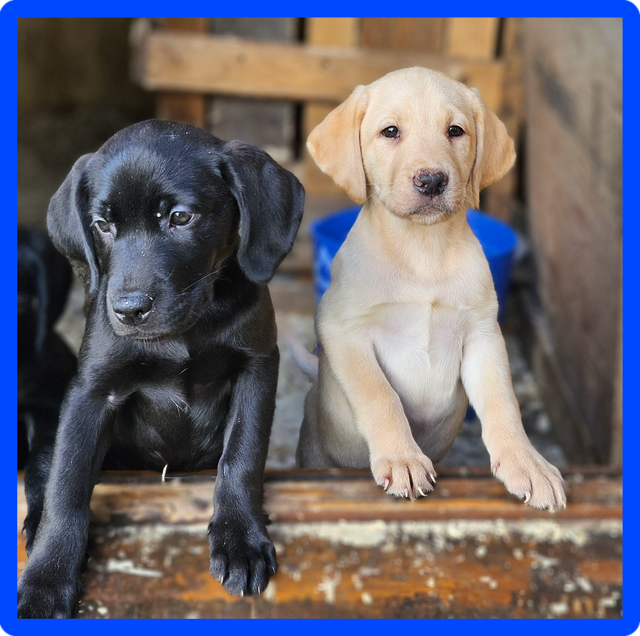 Chiots Labrador mâles pure