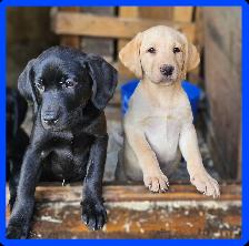 Chiots Labrador mâles pure