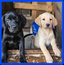 Chiots Labrador mâles pure - Photo 2