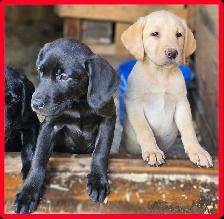 Chiots Labrador mâles pure - Photo 3