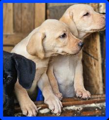 Chiots Labrador mâles pure - Photo 4