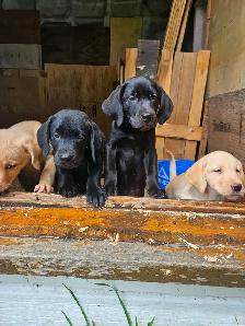 Chiots Labrador mâles pure - Photo 5