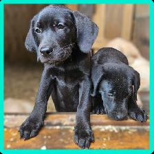 Chiots Labrador mâles pure - Photo 6