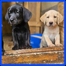 Chiots Labrador mâles pure - Photo 7