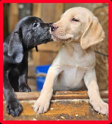 Chiots Labrador mâles pure - Photo 8