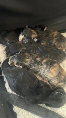 Mother &  kittens