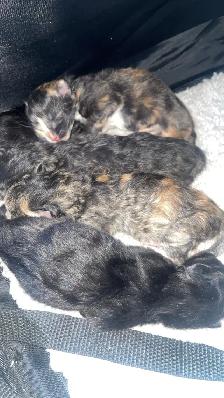 Mother &  kittens - Photo 2