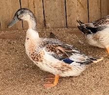 Free Drakes