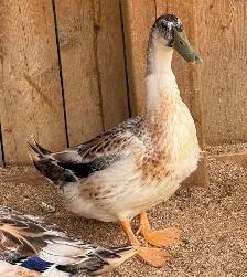 Free Drakes - Photo 2