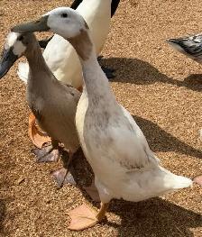 Free Drakes - Photo 3