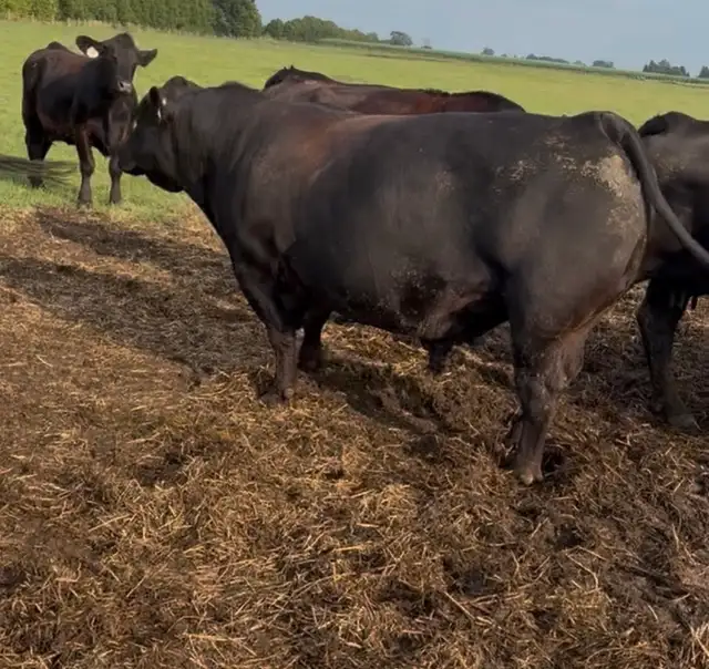 3yr old Angus Bull