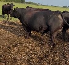3yr old Angus Bull