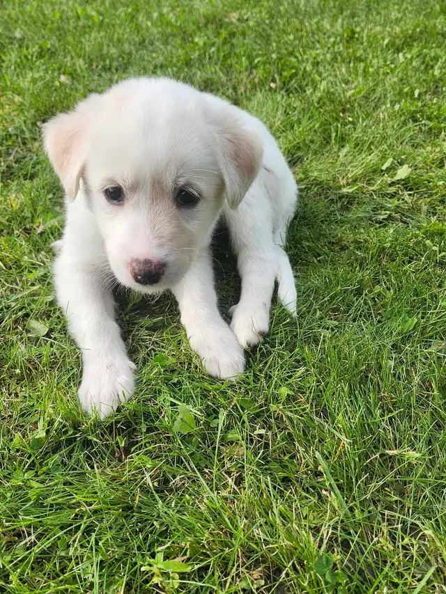 great pyrenees husky mix puppy