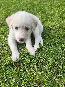 great pyrenees husky mix puppy