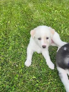great pyrenees husky mix puppy - Photo 2