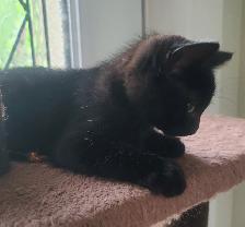 Kittens for sale