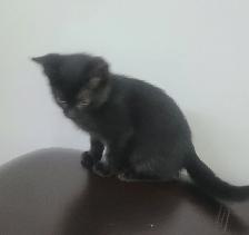 Kittens for sale - Photo 2