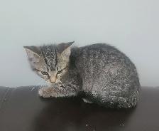 Kittens for sale - Photo 3