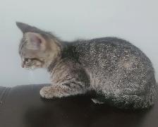 Kittens for sale - Photo 4