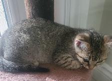 Kittens for sale - Photo 5