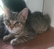 Kittens for sale - Photo 6