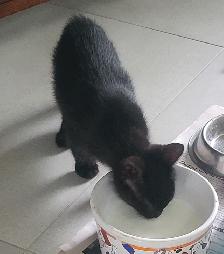 Kittens for sale - Photo 7