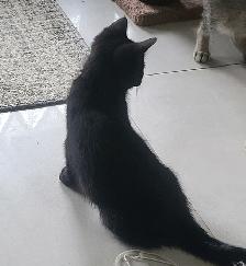 Kittens for sale - Photo 8